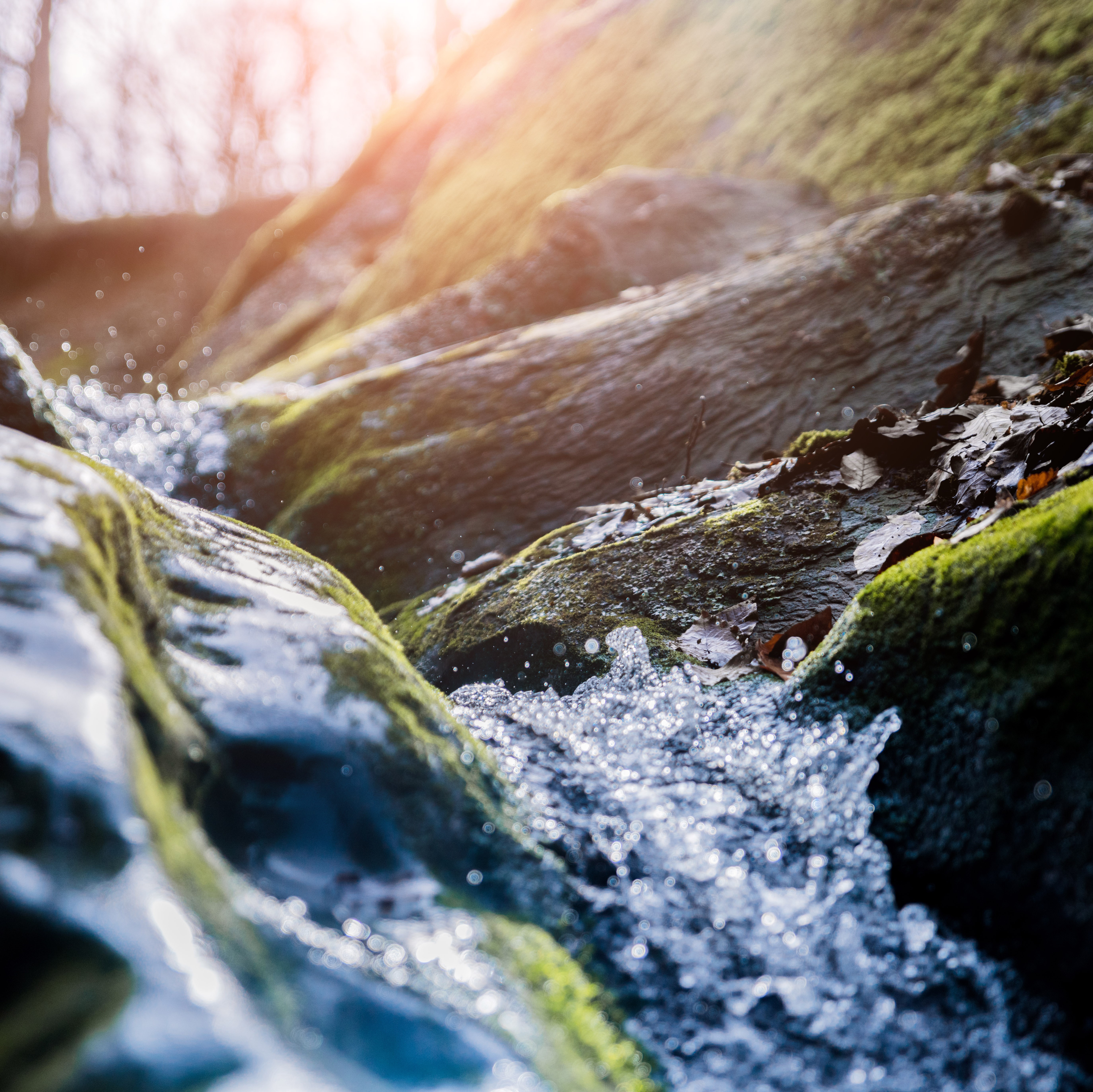 Impact environnemental du chlorothalonil